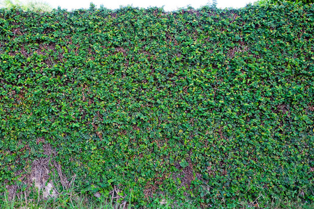 薜绿色叶墙树背景纹理摄影图