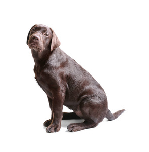 白色背景的巧克力拉布拉多猎犬