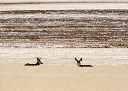 冬季骡鹿小群