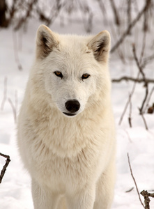 冬季北极狼