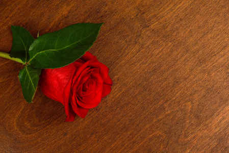 在一个黑暗的背景特写镜头上的红玫瑰