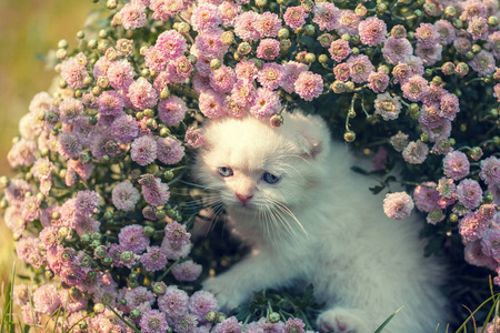 可爱白色苏格兰折耳猫的小猫坐在草地上的花