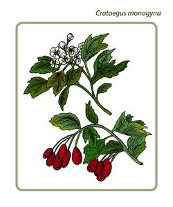 山楂 monogyna 或山楂thornapple五月树whitethornhawberry