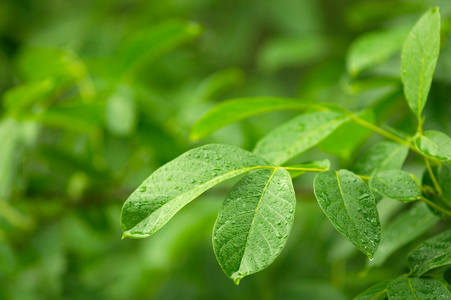 树叶，花瓣 leaf的复数 页 leaf的名词复数  叶子 有状叶的 金属薄片