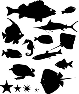 许多水动物的轮廓