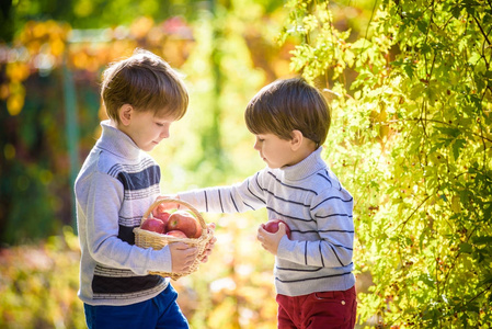 两个可爱的男孩站在一个篮子与苹果