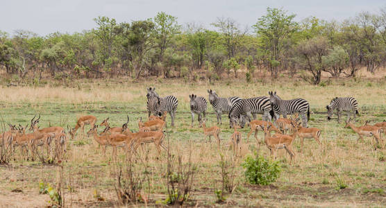 段誉和斑马在大草原在津巴布韦, 南非