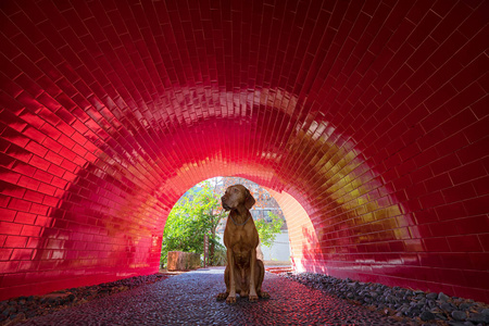 狗坐在红色隧道