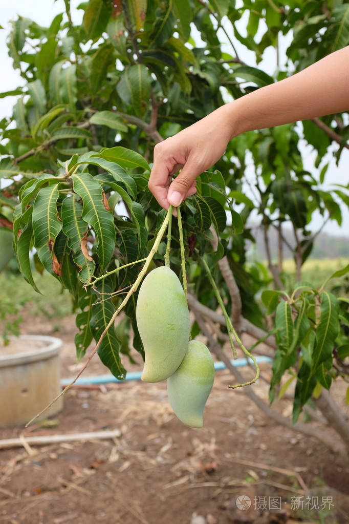 一个女人牵着一些绿色的青芒果果实的手离开周围从一棵芒果树