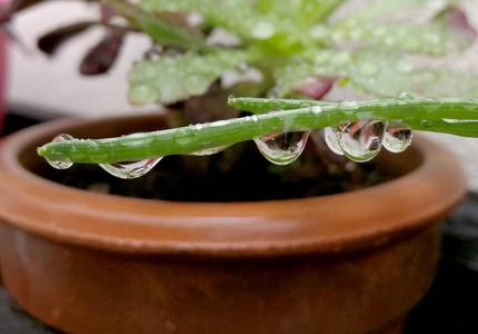 下雨天, 植物落叶