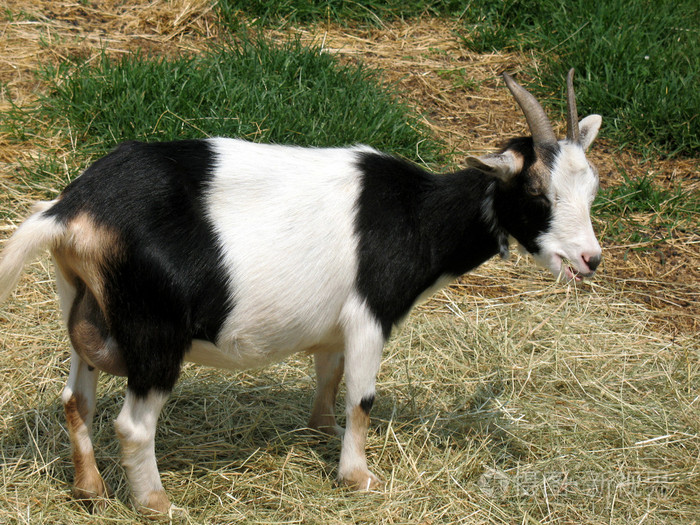 goat照片-正版商用图片026tli-摄图新视界