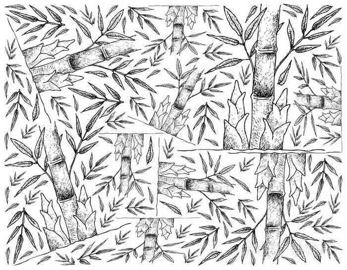 新鲜竹笋在白色背景上