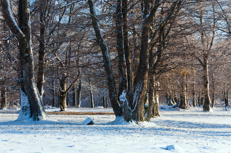 森林中的第一次冬雪和最后一次秋叶