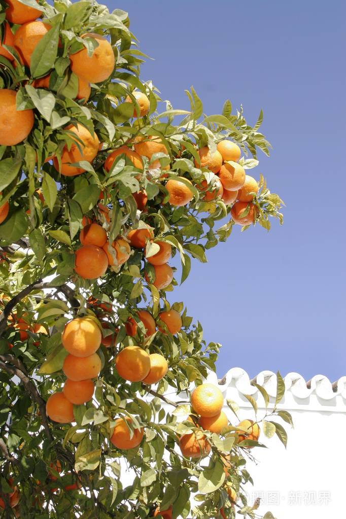 橙树有水果和蓝天
