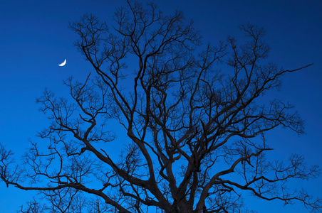 夜晚的枯树，半月