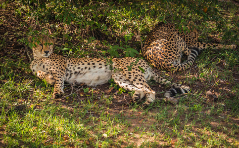肯尼亚马赛马拉公园的非洲猎豹