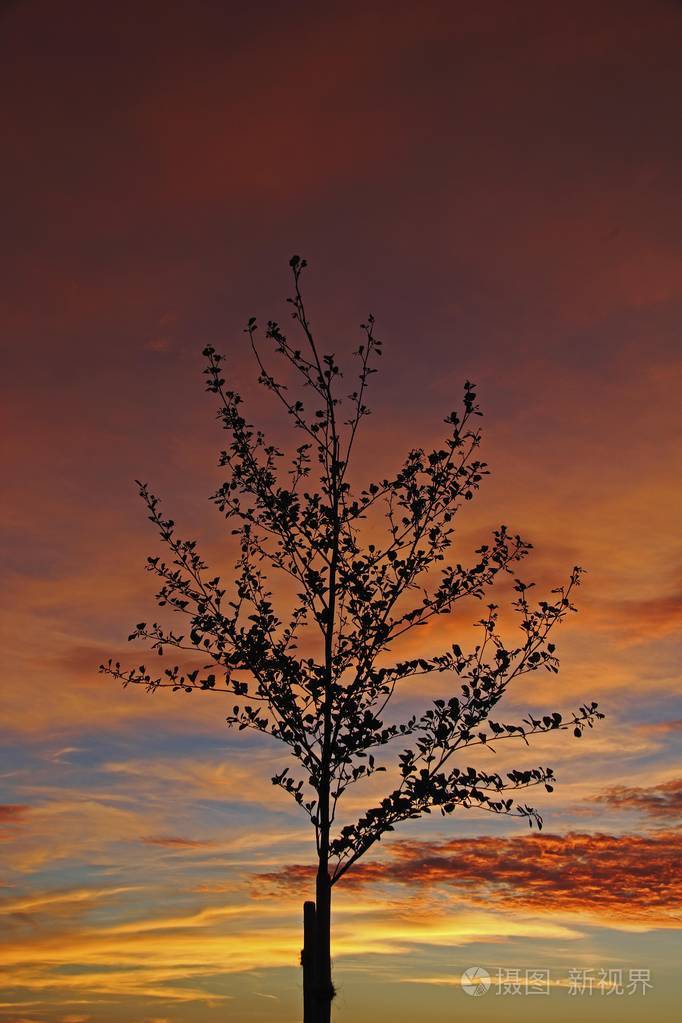 夕阳, 画的天空, 黄昏的心情, 云彩, 年轻的树