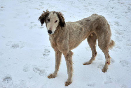 Tazy，或中央亚洲灰狗或哈萨克灰狗，土库曼灵缇是狩猎犬品种