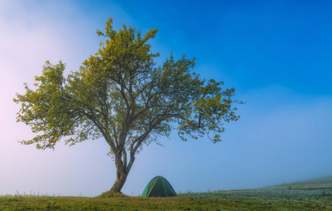 在大树下旅行的游客帐篷