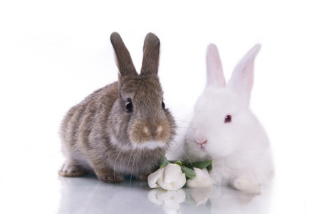 小兔子和花