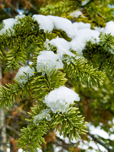 白雪覆盖的松树枝条紧贴