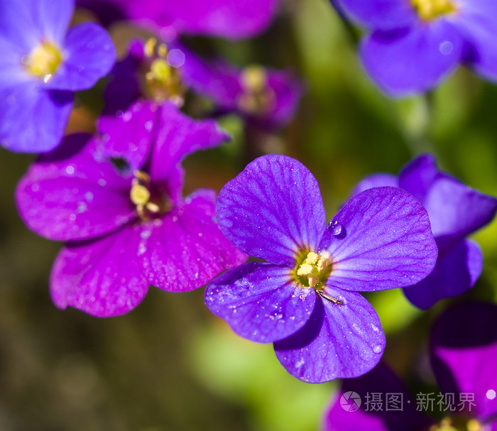 晴天温室里美丽的紫罗兰花