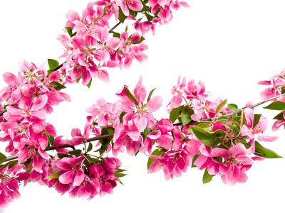 明亮的粉红色的一簇簇树花隔在白色上