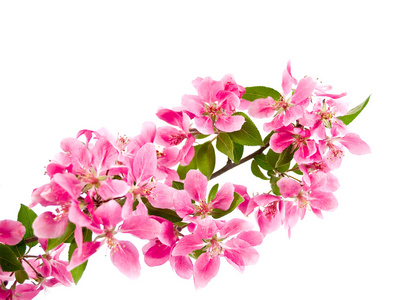 一簇簇图片-一簇簇素材-一簇簇插画-摄图新视界