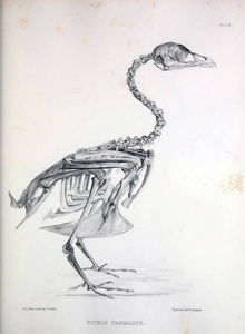 一只鸟的骨架, 插图。Osteologia 杆菌, 或, 骨科鸟的剪影1867