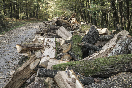 沿森林公路砍伐原木栈