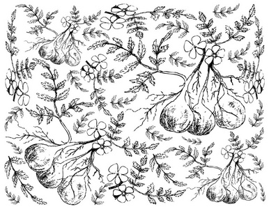 花生树图片-花生树素材-花生树插画-摄图新视界