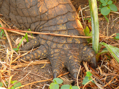 强大爪鳄鱼爪在坚实地面照片