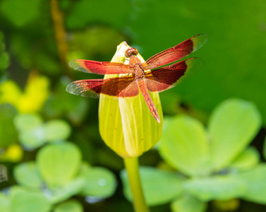 在泰国丛林莲花红蜻蜓