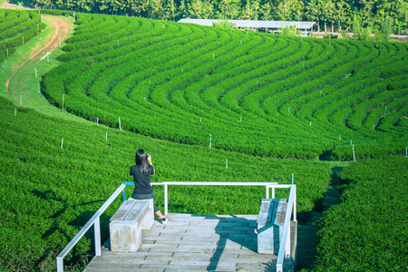 位于泰国清莱省的阳台上的妇女设置与她的智能手机拍摄的绿色茶园