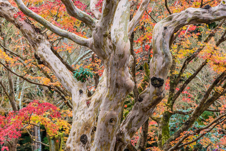 日本禅宗花园的美丽自然树叶