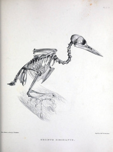 一只鸟的骨架, 插图。Osteologia 杆菌, 或, 骨科鸟的剪影1867