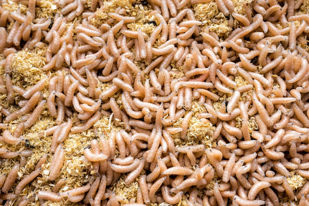 蛆白蛆大堆的蠕虫.鱼饵摄影图