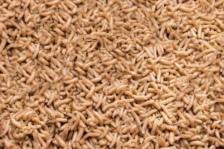 白蛆大堆的蠕虫.鱼饵照片