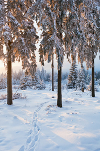 德国哈兹山冬季森林