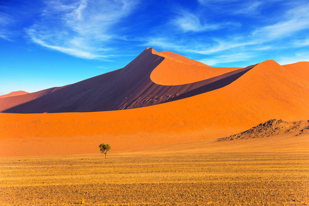 茫茫沙漠中的小孤树。纳米沙漠的橙色, 紫色和黄色的沙丘。极端和异乎寻常的旅游业的概念。纳米比亚南非