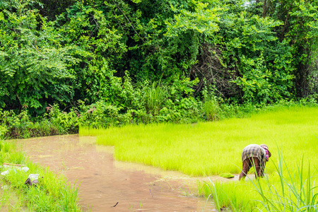 泰国农民在稻田上从事泰国景观酒泉