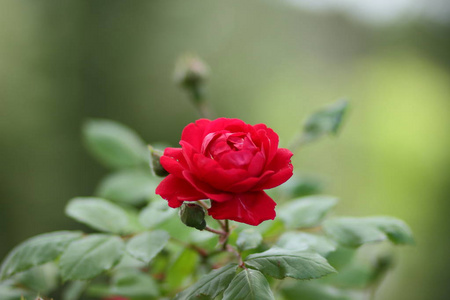 红玫瑰, 情人节的鲜花, 一份礼物, 3月8日的一束红玫瑰, 一个女性的梦, 春天的花朵在植物园里