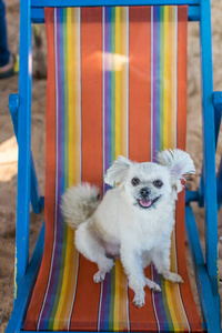 海上旅行时坐在沙滩椅上的狗