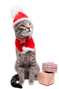 灰斑猫戴着圣诞老人的帽子, 在白色背景上的礼物环绕着。圣诞节和新年概念
