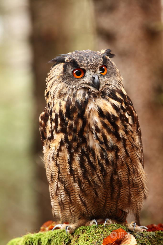 腹腹猫头鹰在自然环境下捷克的野生性质照片中的秋季颜色猫头鹰的照片