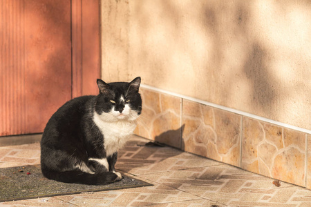 把黑白色的猫放在房子的门阶上。阳光