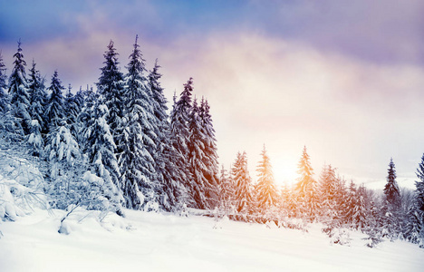 冬季风景与雪覆盖的树木