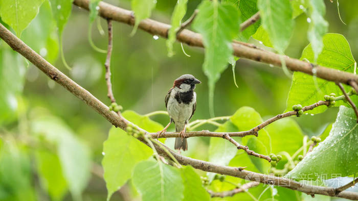 鸟议院麻雀在树在自然狂放