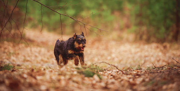 凯撒 Jagdterrier, 德国狩猎梗黑和棕褐色, 在森林里
