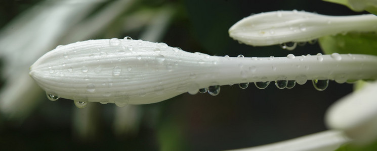 百合花洒水图片